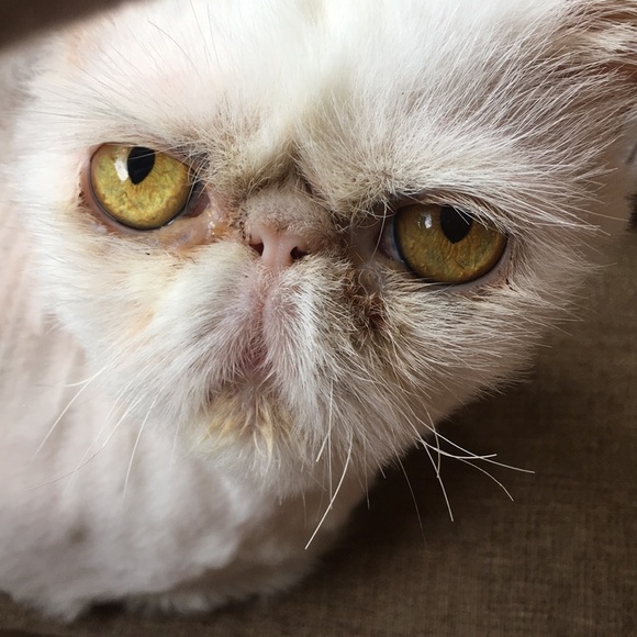 Meet your Posher, Lisa - Picture 1 of 1